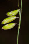 Twoflower melicgrass